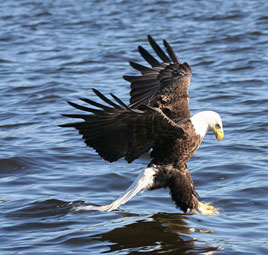 bald eagle catching fish